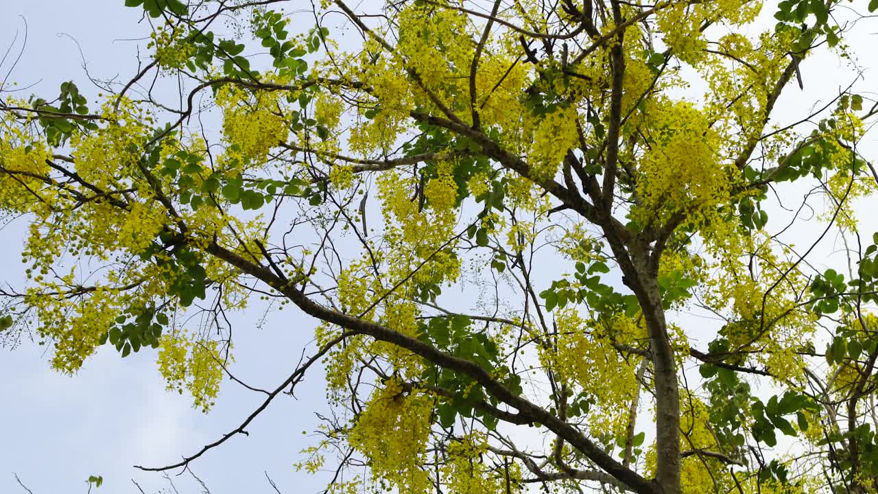 黄色花洒树视频素材