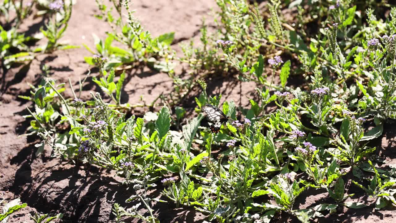 园林植物的生长周期视频素材