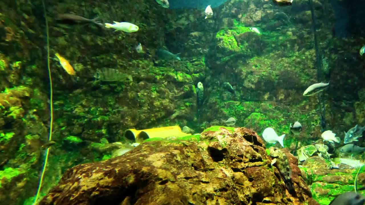 水族馆里的水下宁静视频素材