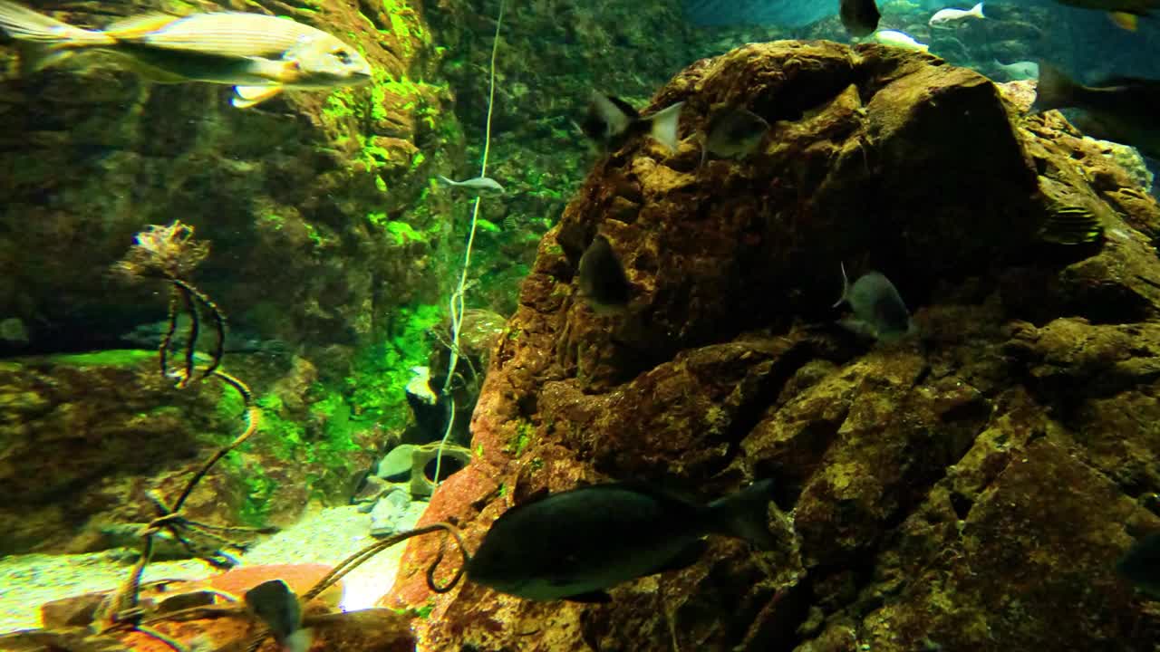 水族馆的水下宁静号视频素材