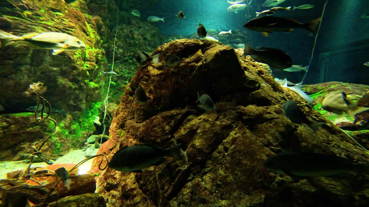 水族馆里的水下宁静视频素材