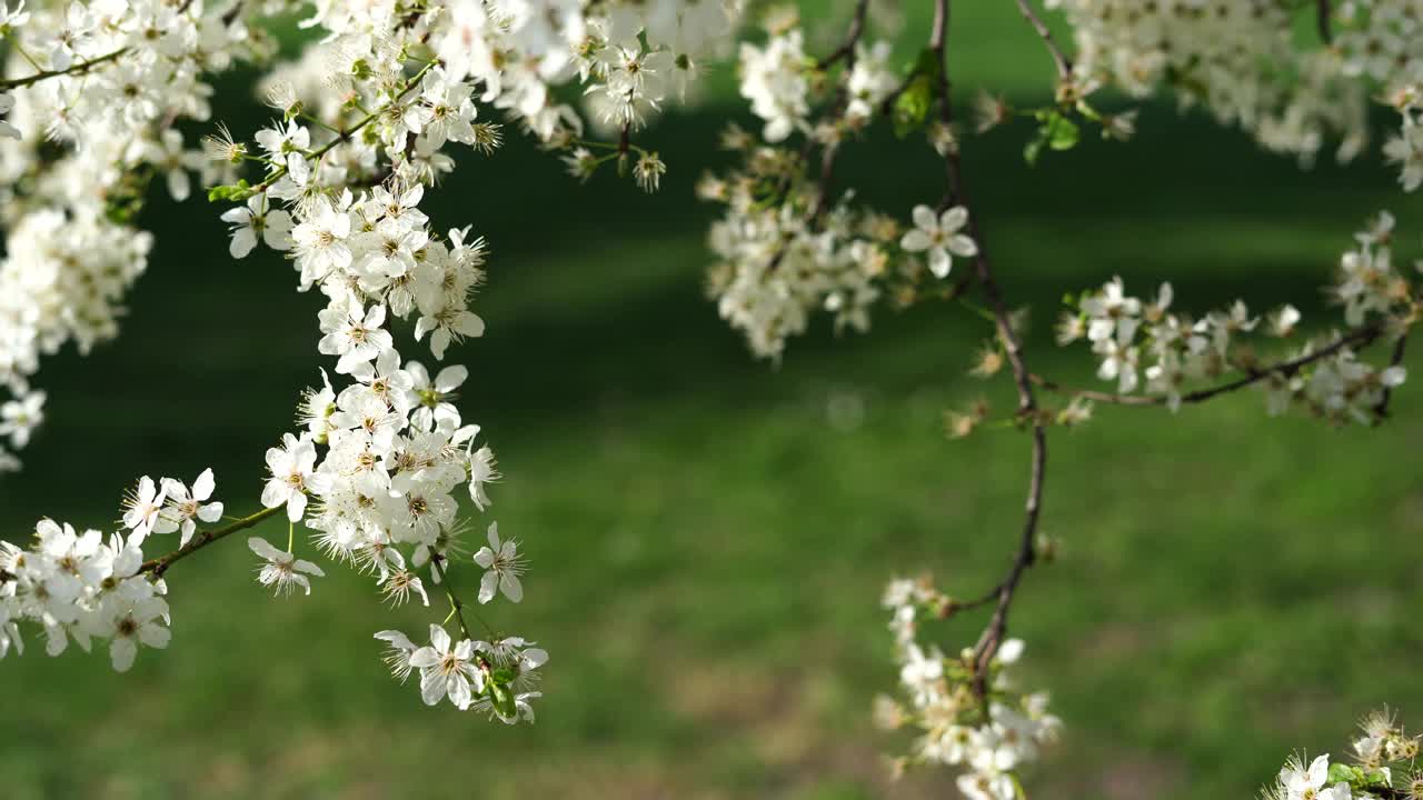 春日里的樱花视频下载