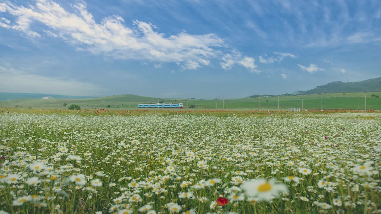 田园诗般的夏日风景。火车穿过开满甘菊的山谷。视频下载