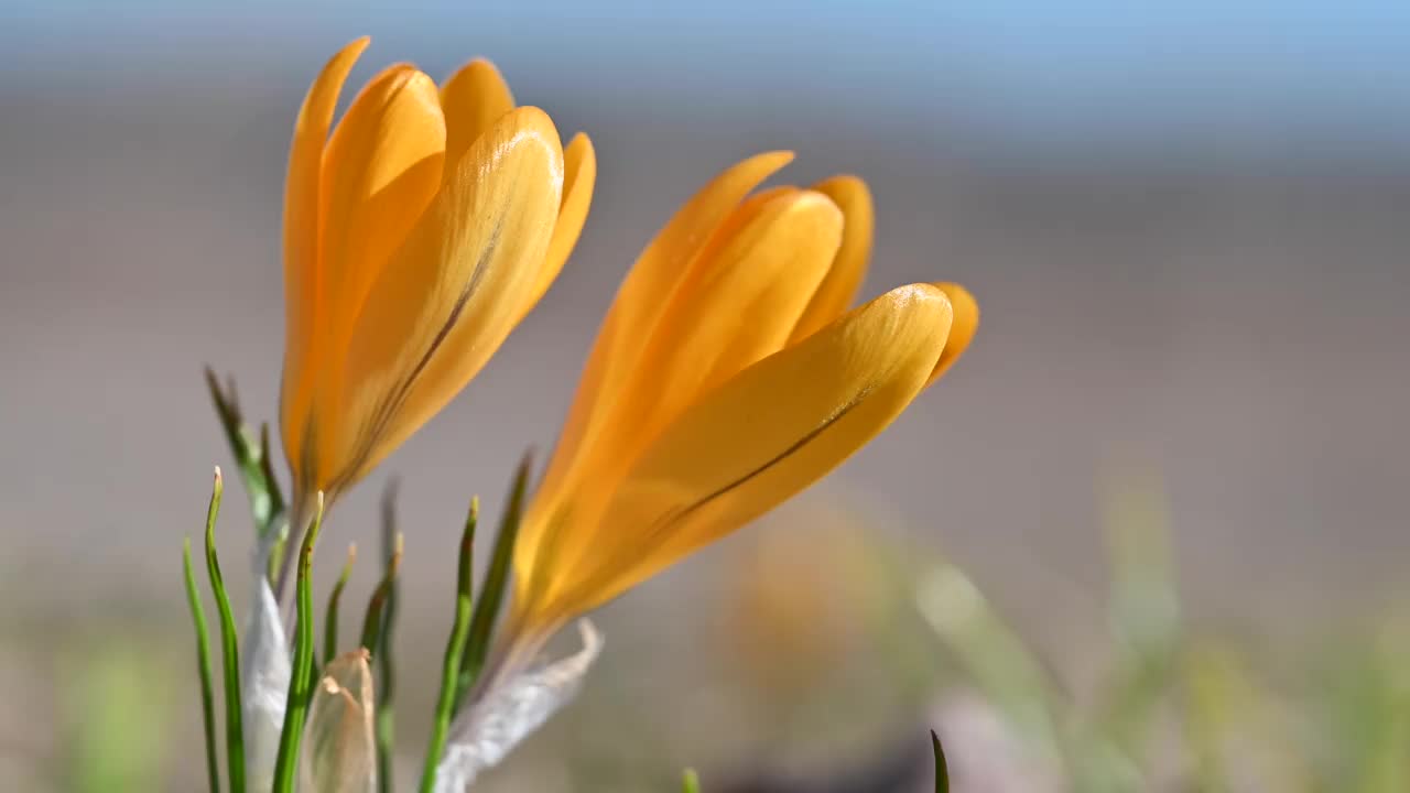 在春天，一群有着亮黄色花瓣的野花。视频素材