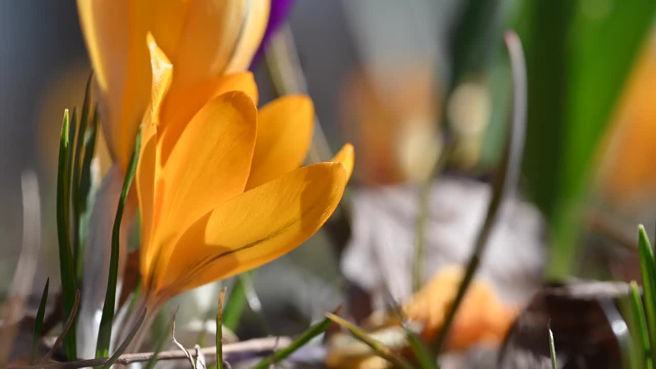 在春天，一群有着亮黄色花瓣的野花。视频素材