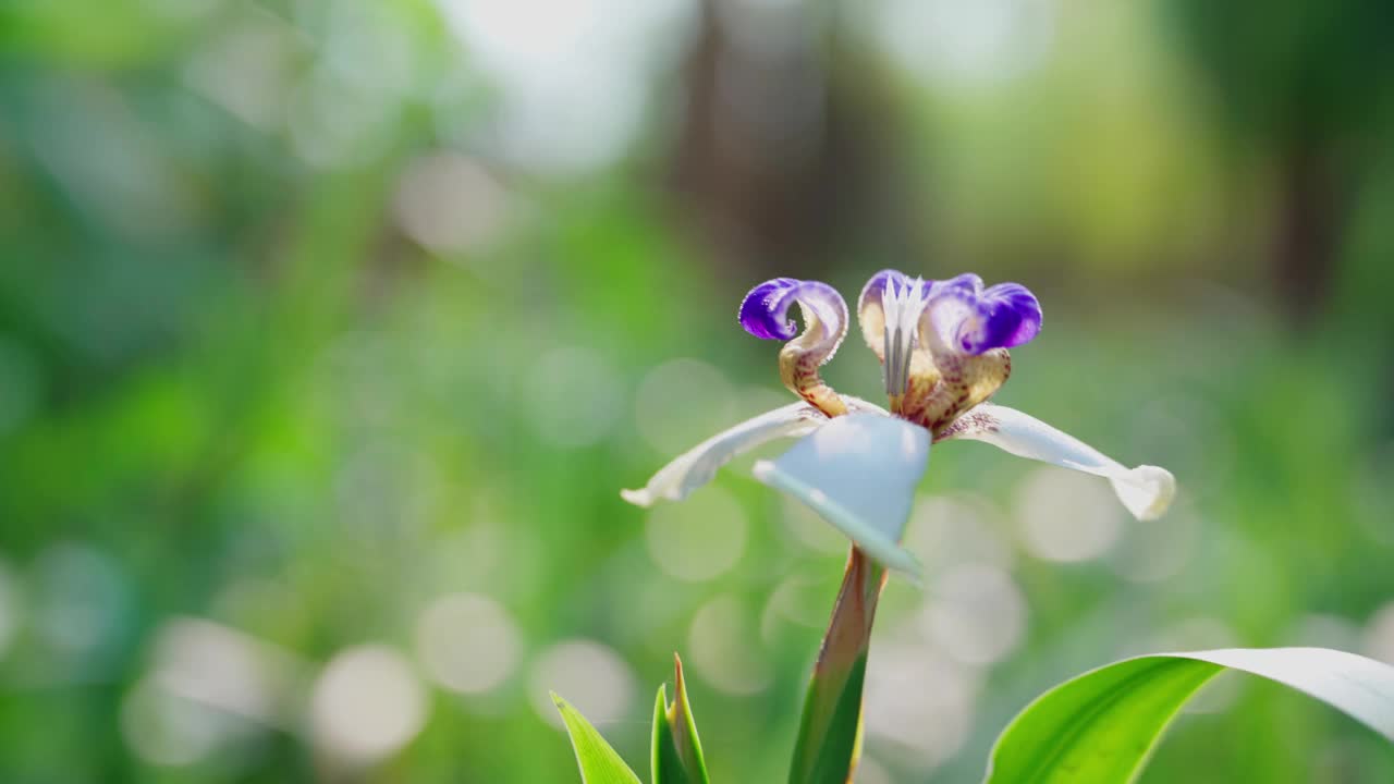 鸢尾花的特写镜头视频素材