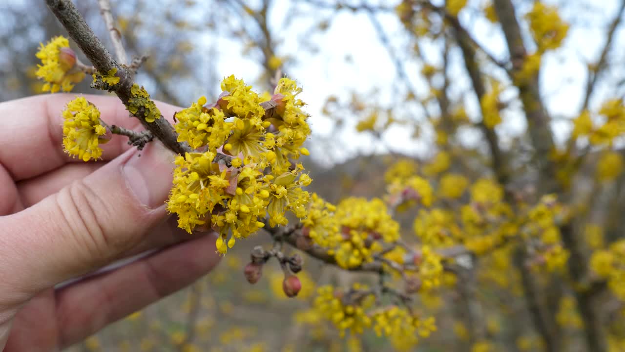 花期山茱萸。茱萸树的明黄色花朵。视频素材