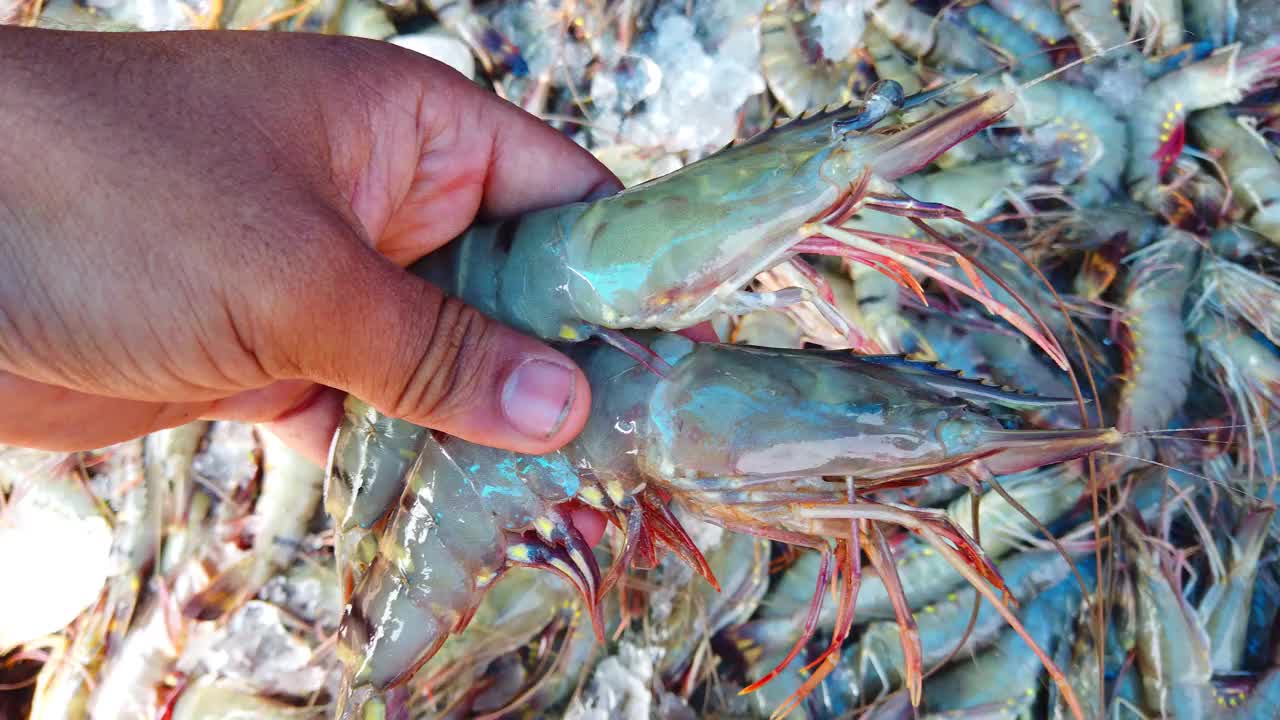 大鲜手虎虾加冰虎虾出售视频下载