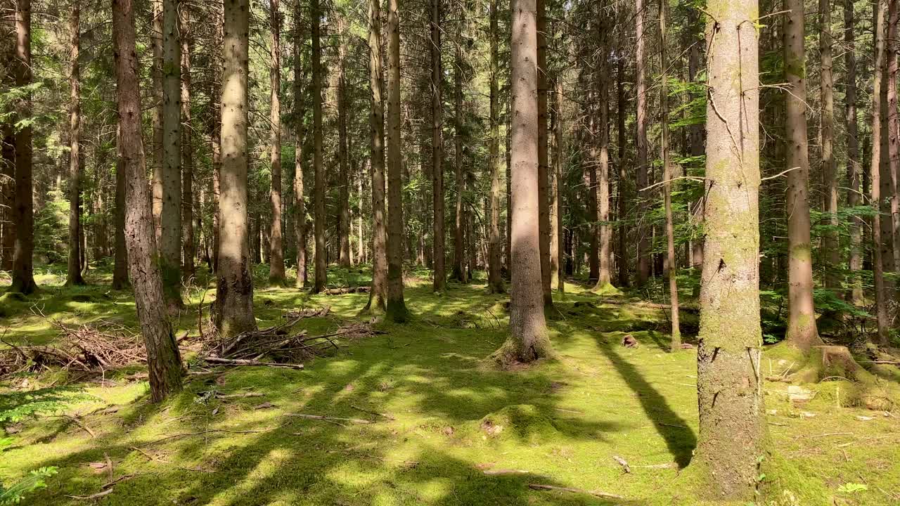 多利穿过绿色的松林苔藓灌木斑驳的阳光视频下载