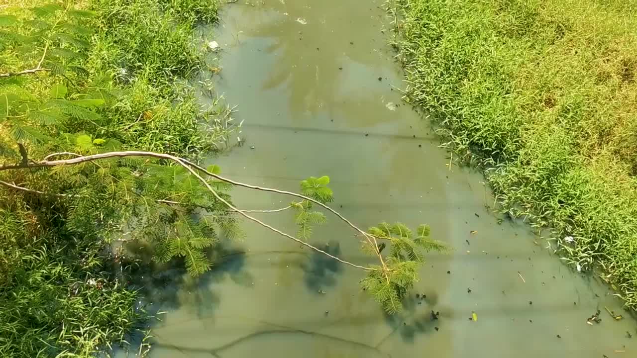 墨西哥埃斯孔迪多港绿色美丽的热带河流淡水泻湖。视频下载