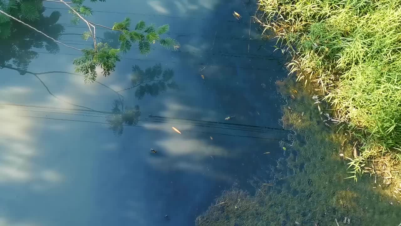 墨西哥埃斯孔迪多港绿色美丽的热带河流淡水泻湖。视频下载