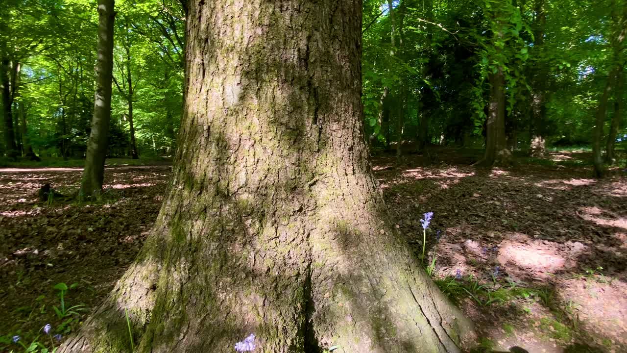 用平底锅把橡树往上翻，上面是充满活力的绿色夏季树叶视频素材