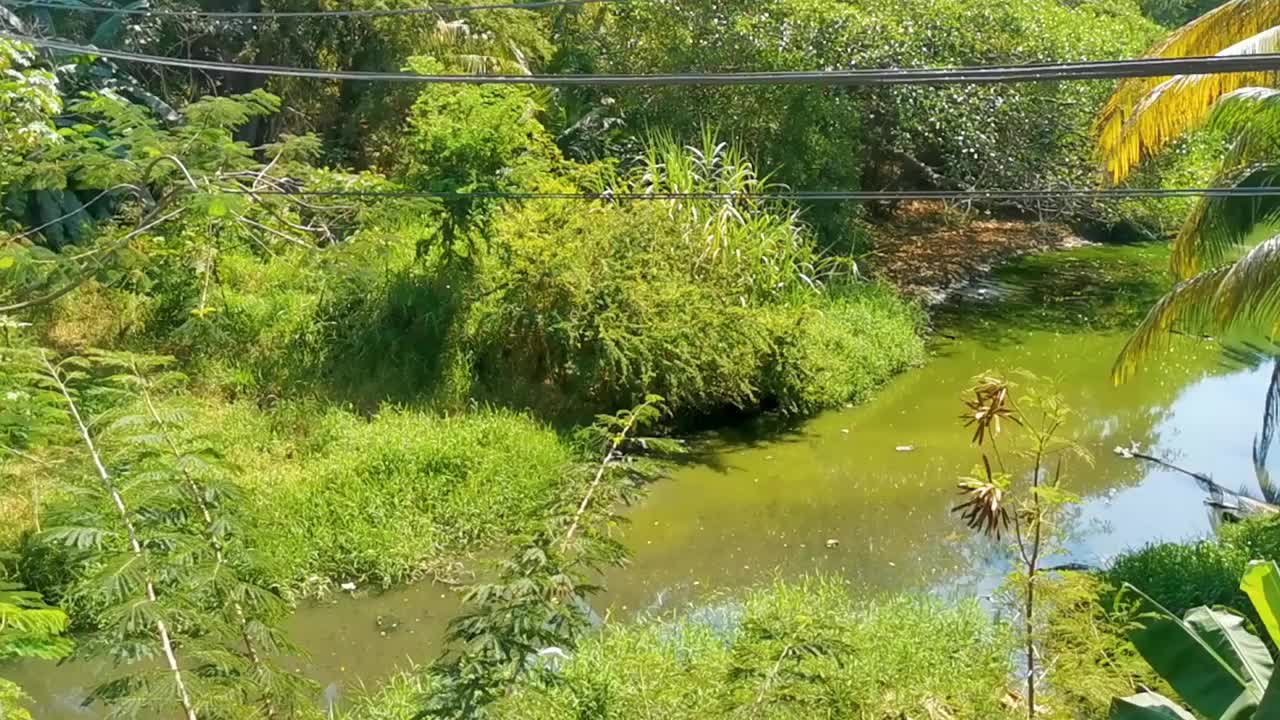 墨西哥埃斯孔迪多港绿色美丽的热带河流淡水泻湖。视频素材