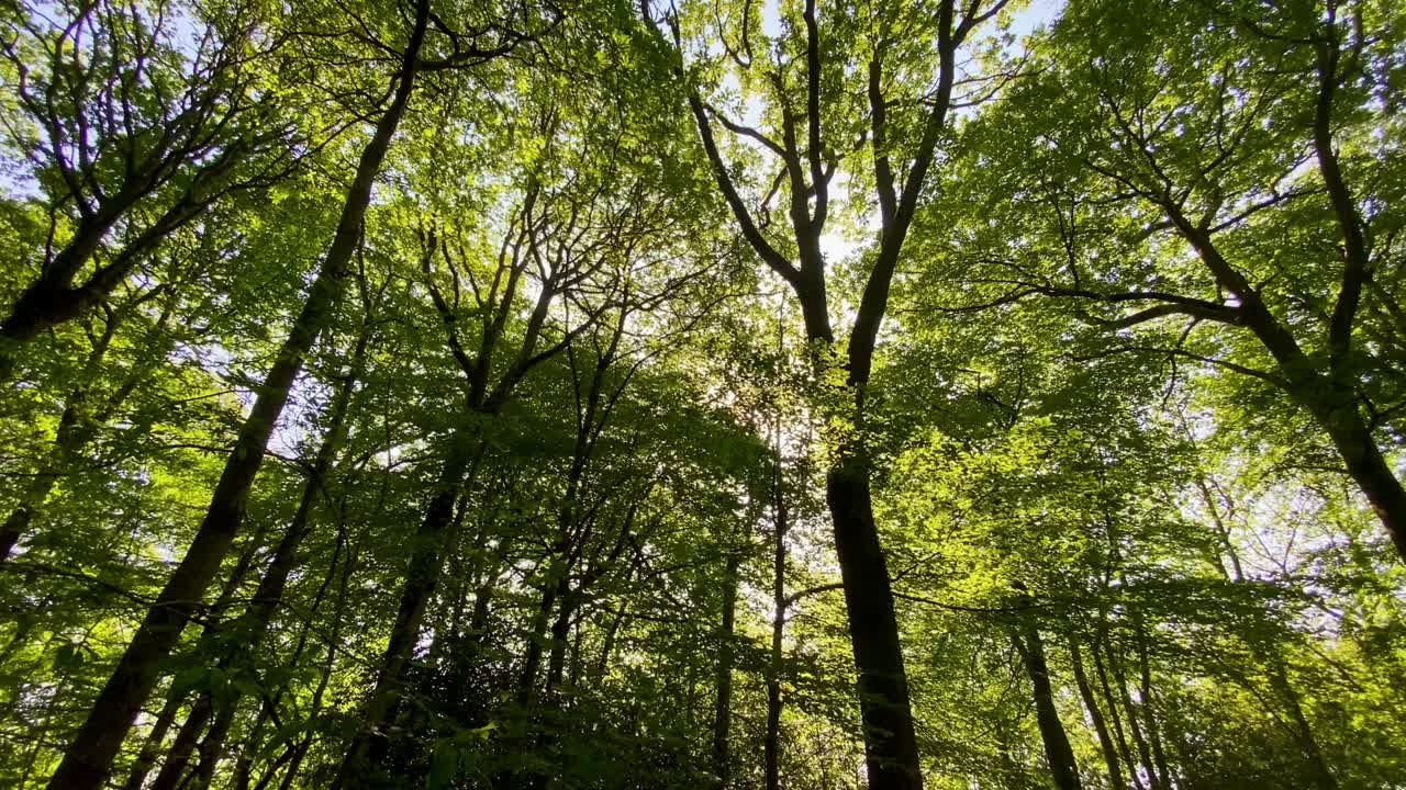 温暖的阳光透过绿色的夏季树叶，林地树木闪烁视频素材