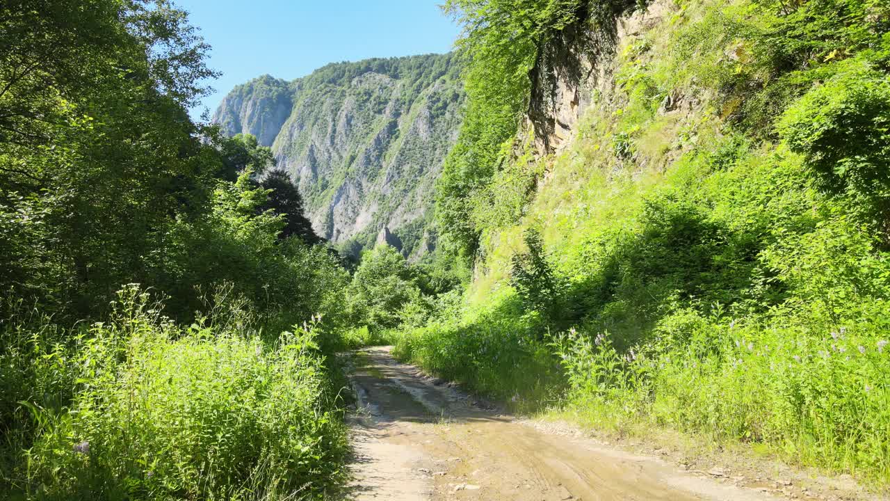 绿色的森林山谷和山脉视频下载