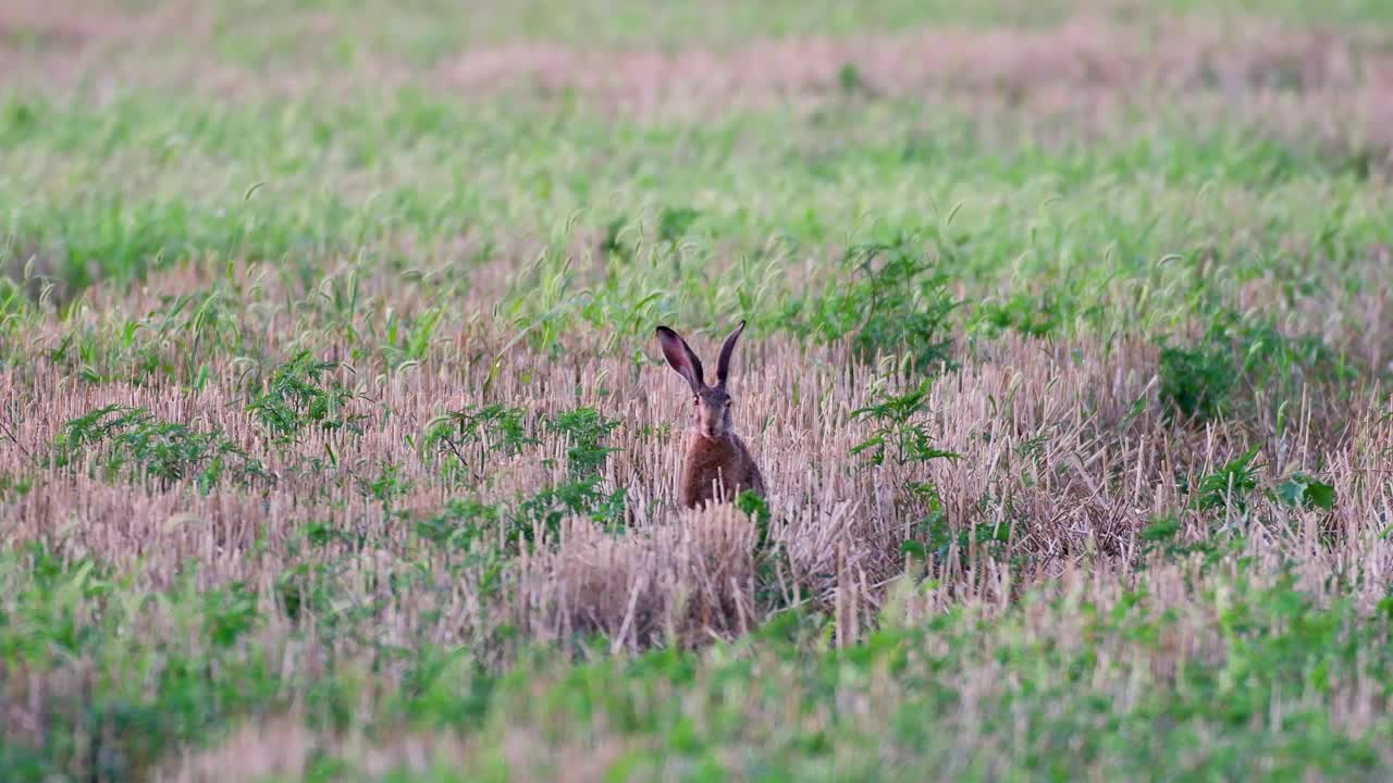 野生欧洲野兔在野外吃草视频素材