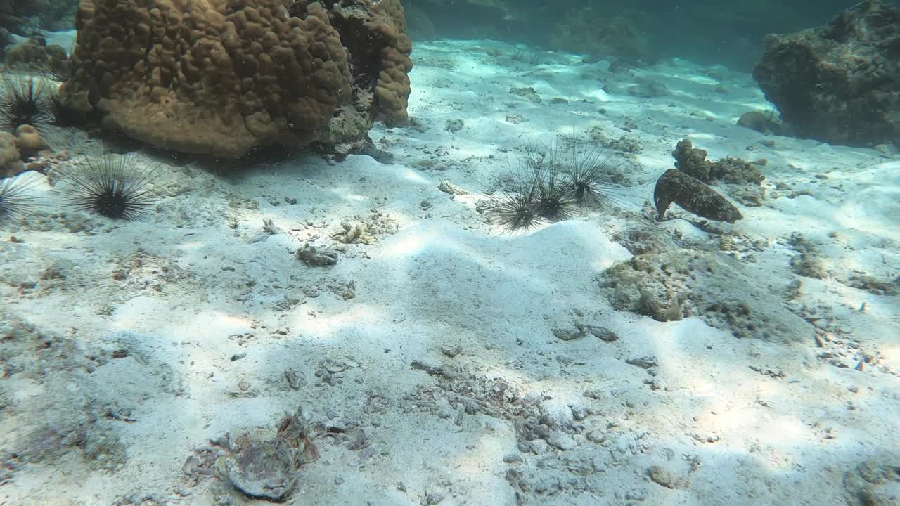 一只美丽的墨鱼和三只海胆在泰国里比岛潜水视频素材