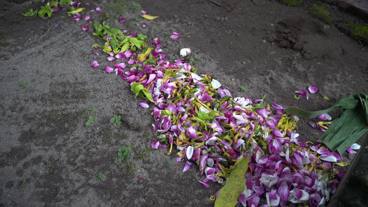 花视频素材