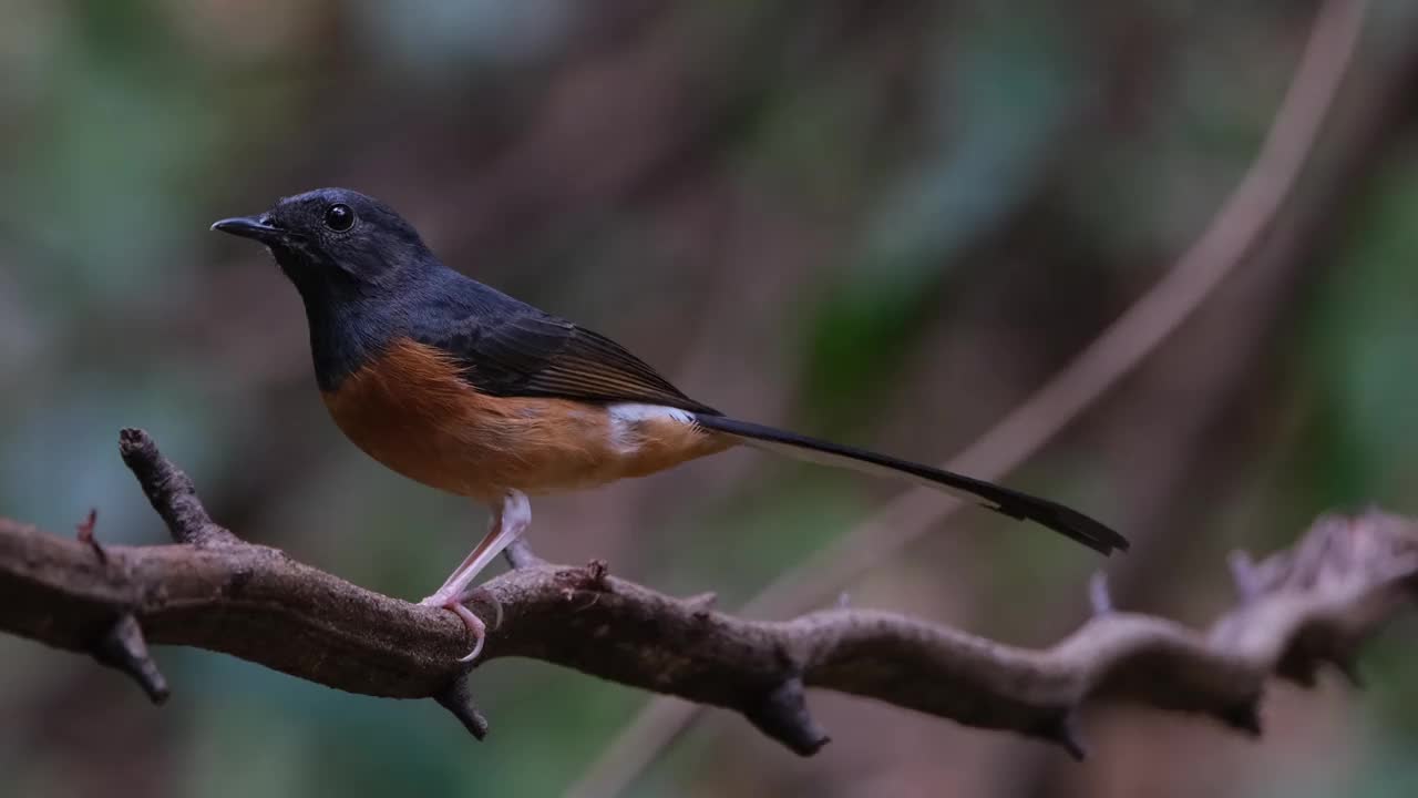 面对左边，镜头向左转，这是泰国的白臀Shama Copsychus malabaricus视频素材