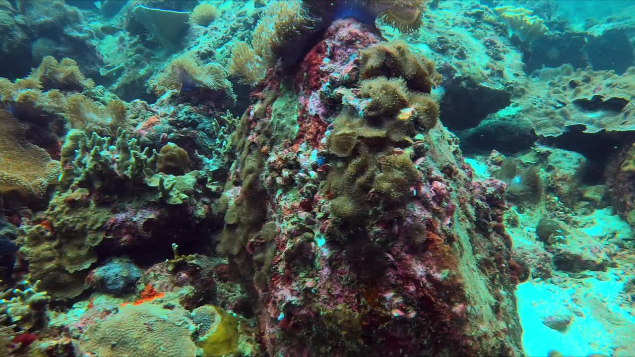 大尼莫小丑鱼海葵鱼科在海葵丰富多彩的海洋生活泰国丽浦潜水视频下载