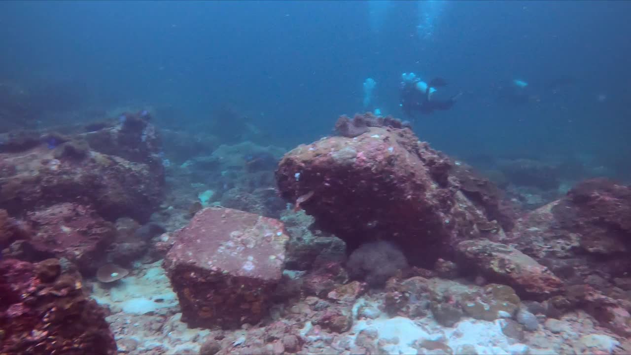 大尼莫小丑鱼海葵鱼科在海葵丰富多彩的海洋生活泰国丽浦潜水视频下载