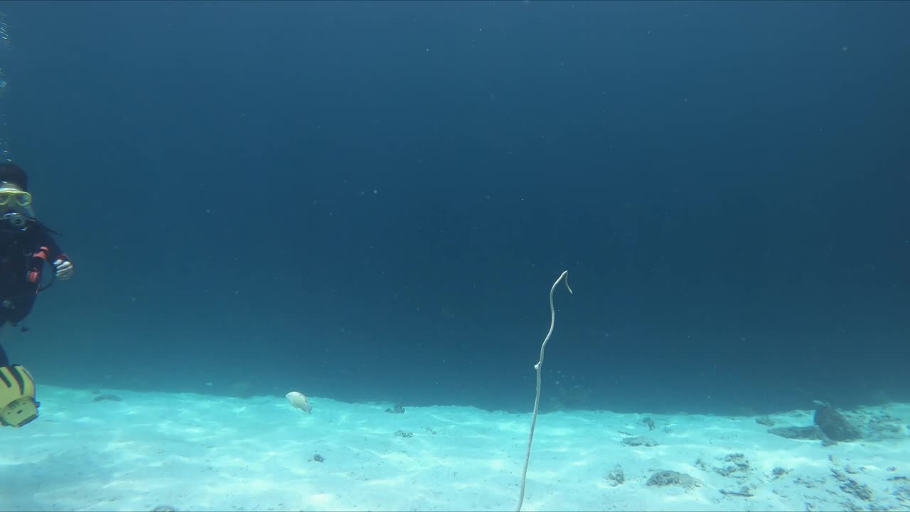 大尼莫小丑鱼海葵鱼科在海葵丰富多彩的海洋生活泰国丽浦潜水视频素材