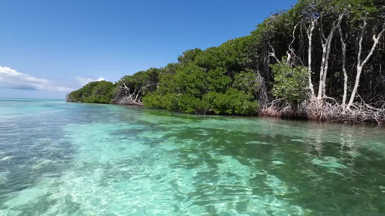 清澈的水流过洛斯罗克斯保护区的红树林视频素材