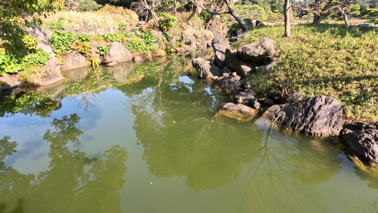 有倒影的宁静池塘视频素材