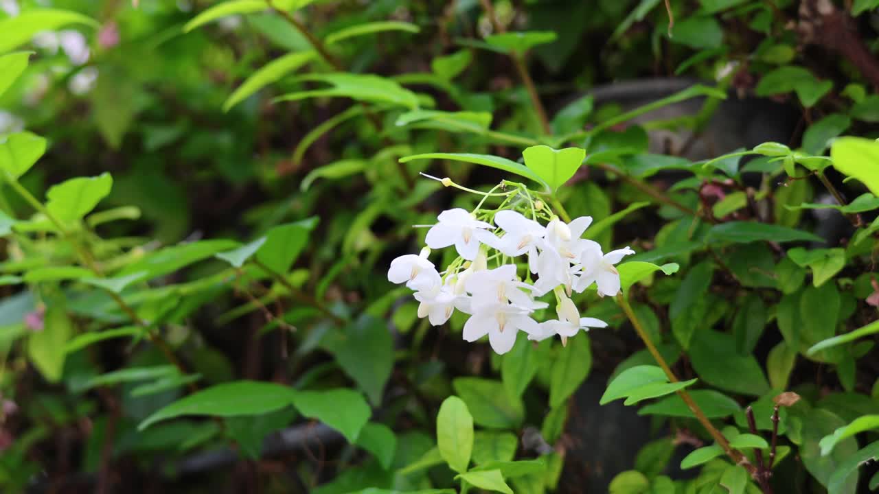 白花轻轻摇曳视频素材