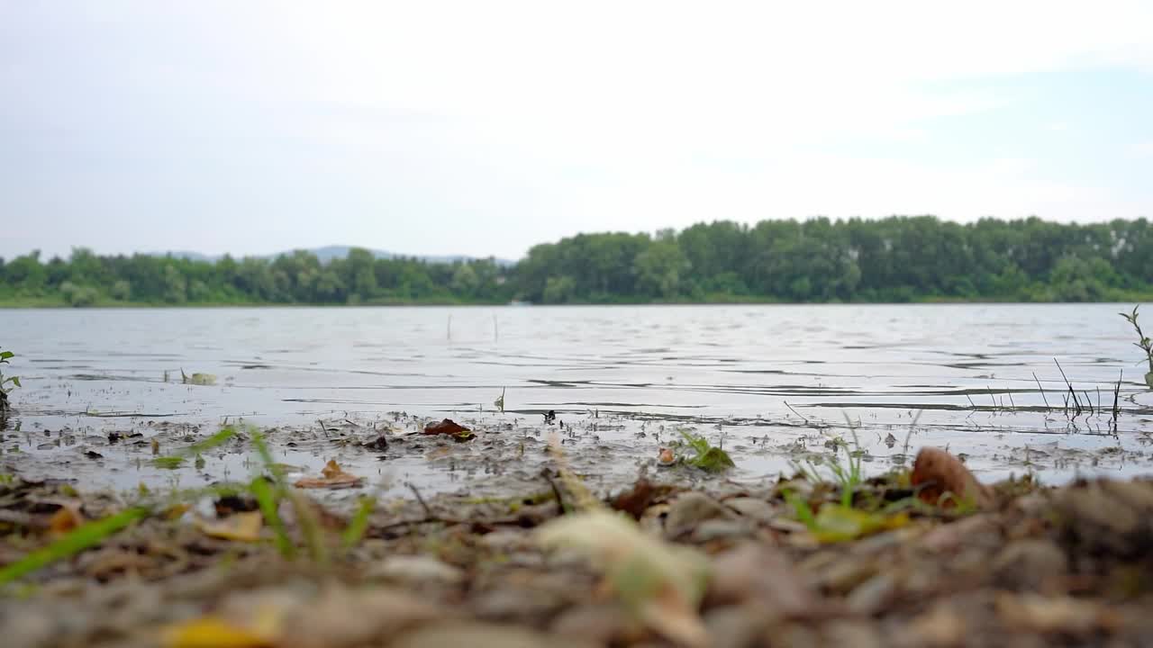 在贝拉克里克瓦，昆虫飞过覆盖着枯叶和枯草的湖岸视频素材