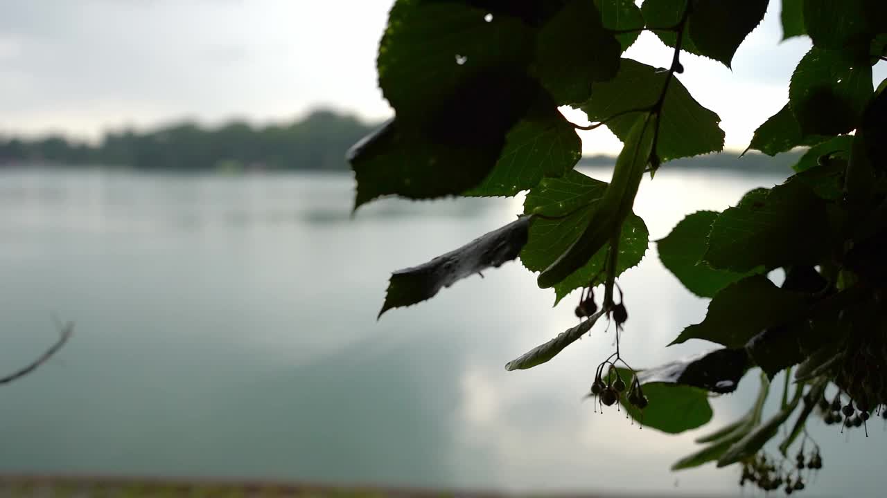 雨中湖边的树枝、树叶和种子的近景视频素材