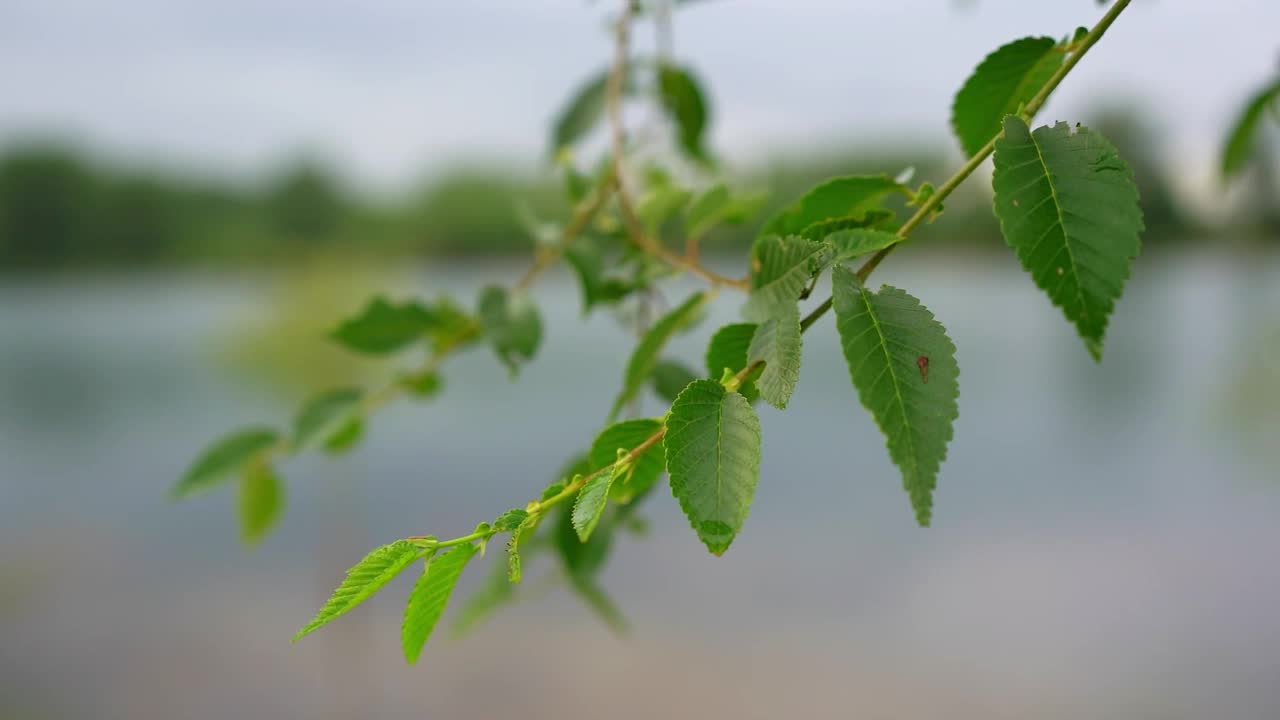 细枝上嫩绿的叶子在风中飘动的特写镜头视频素材