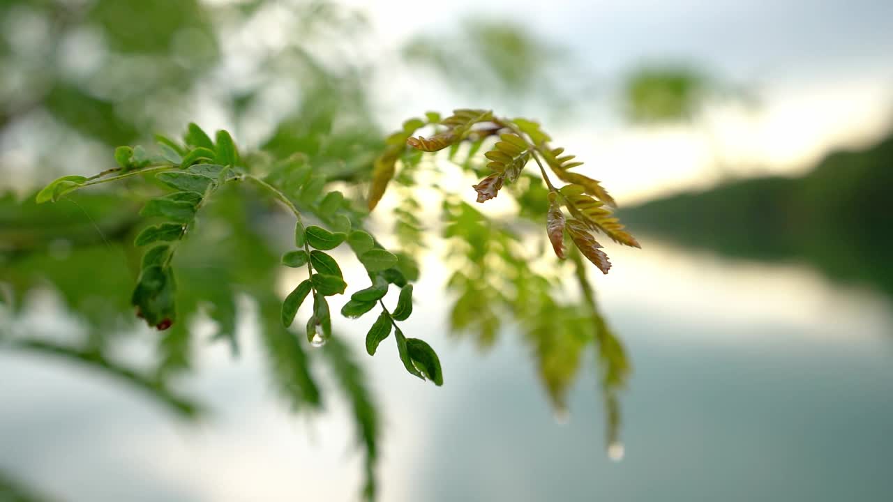 树叶上的雨点和蜘蛛网在树枝上随风飘扬视频素材