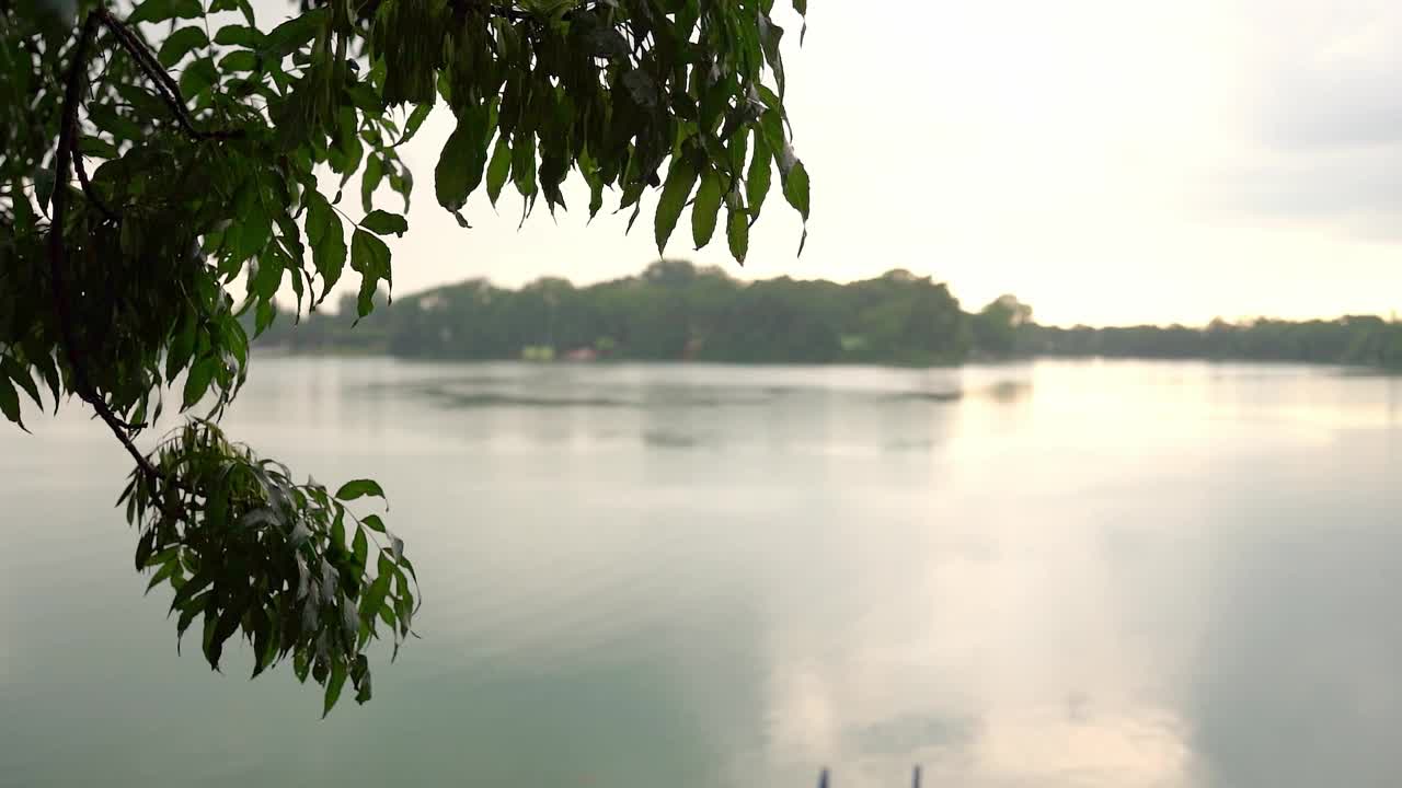 下雨时湖边细枝上新鲜的绿叶的特写镜头视频素材