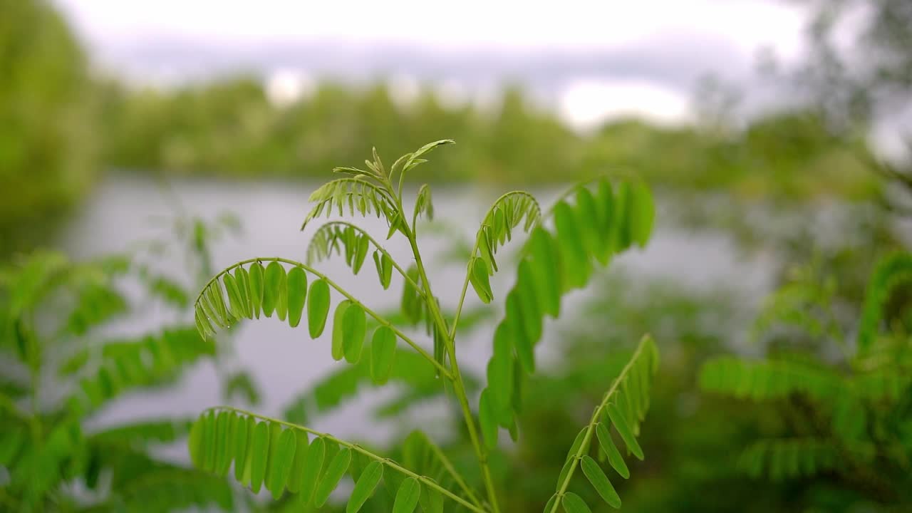 近景的新鲜绿色植物与椭圆形的叶子生长在湖岸视频素材