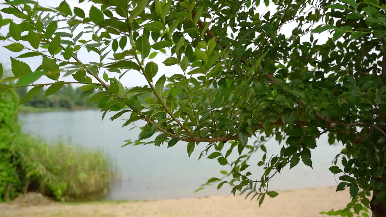 夏天，在塞尔维亚的贝拉克瓦，一棵绿树成荫的树视频素材