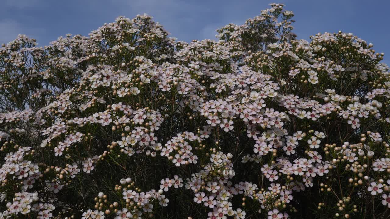 在花坛中种植蜡花视频下载