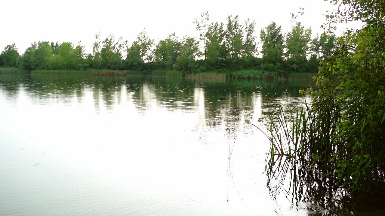 雨滴落在芦苇和树木环绕的湖面上视频素材