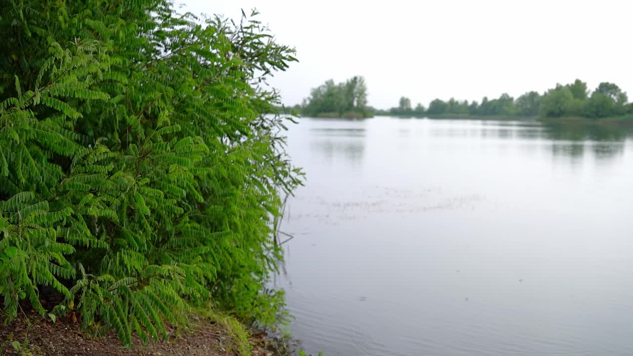 在贝拉克瓦的一个雨天，湖岸上的灌木丛郁郁葱葱的绿叶视频素材