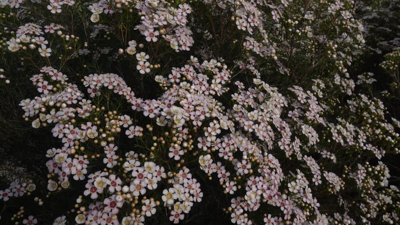 在花坛中种植蜡花视频下载