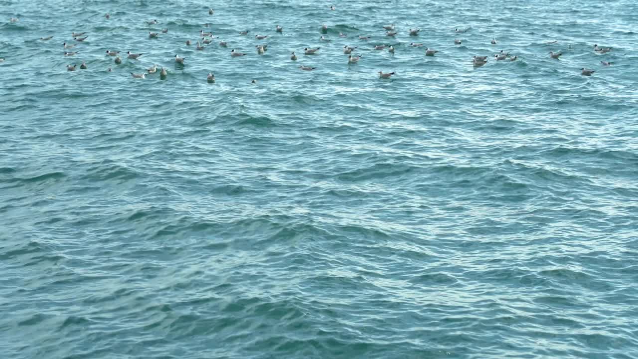 海鸥在平静的水面上摇摆，坐在海浪上视频素材