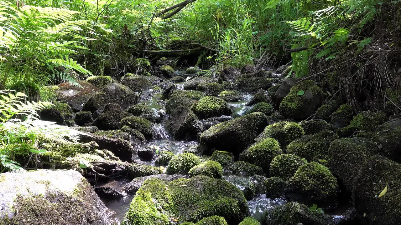 山林溪流和岩石视频素材