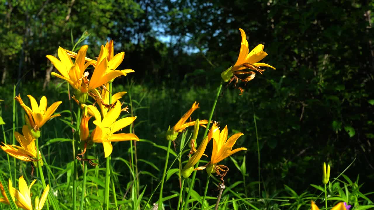 夏日森林和橙色的百合花视频素材