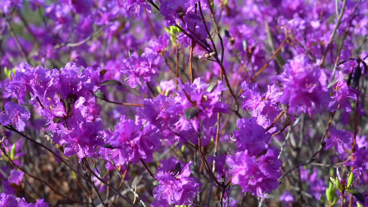 美丽的粉色花丛视频素材