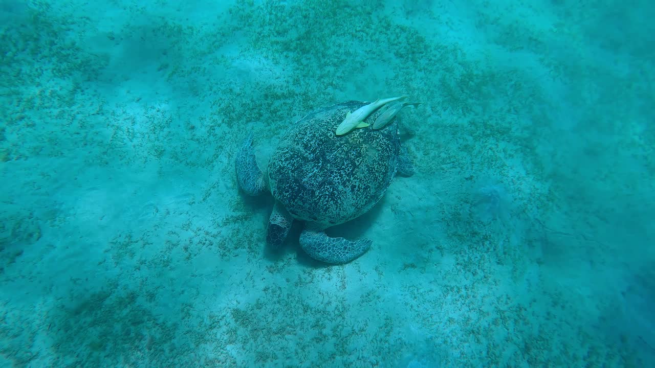 海龟在海底贪婪地吃着绿色的海草，慢镜头。绿海龟(学名:Chelonia mydas)视频素材