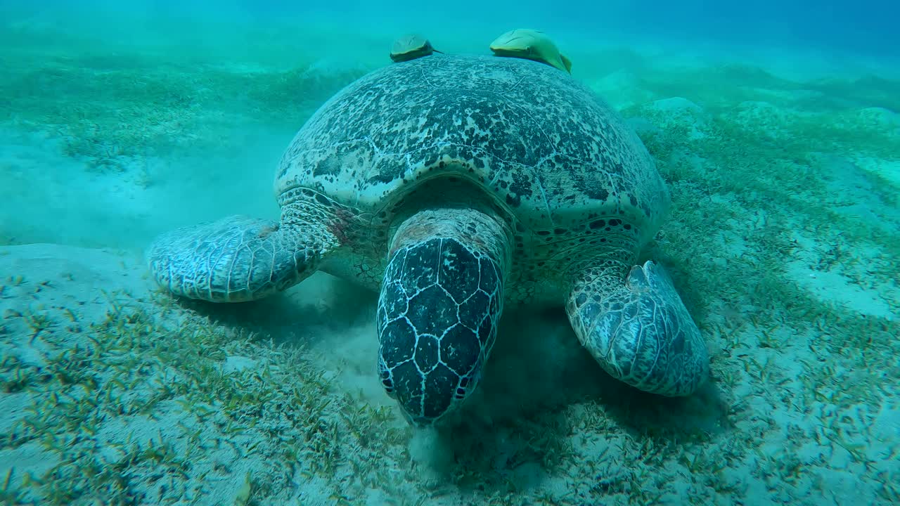 海龟和两个吸盘鱼壳吃绿色海草在沙海底视频素材