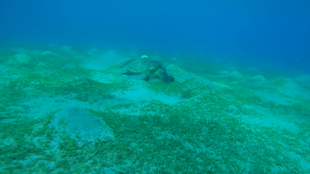 海龟在丘陵海草草地上贪婪地吃着绿色的海草，慢镜头视频素材