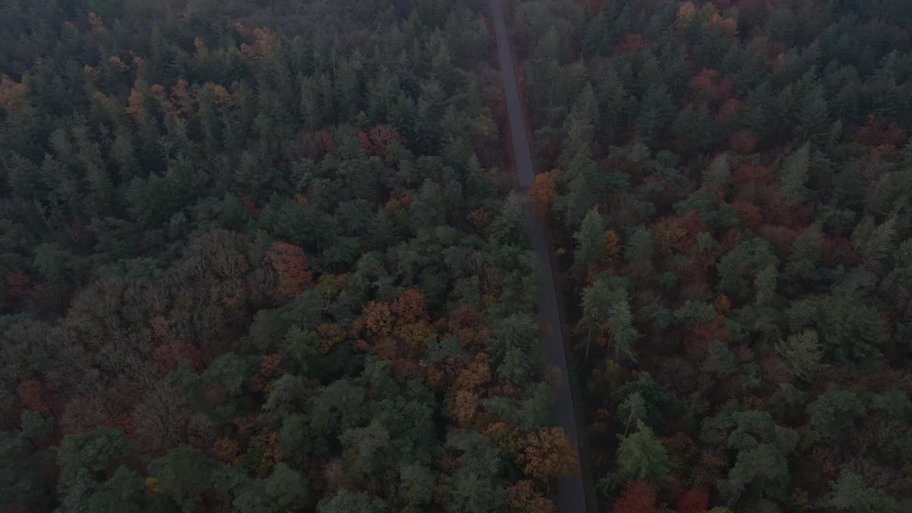 秋日穿越森林的公路鸟瞰图视频素材