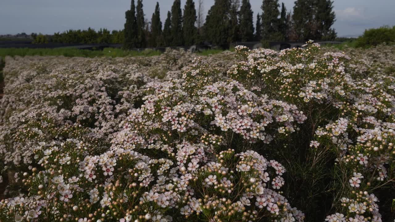 在花坛中种植蜡花视频下载