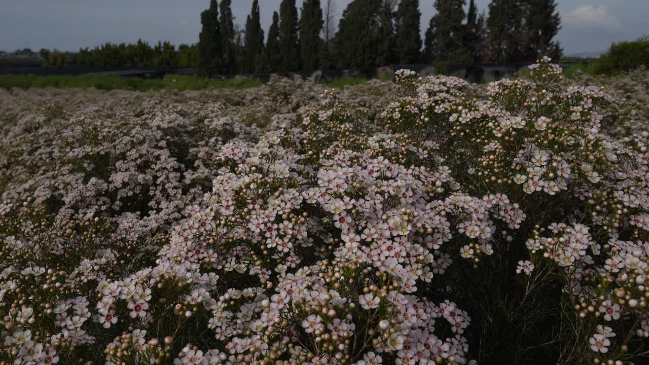 在花坛中种植蜡花视频下载